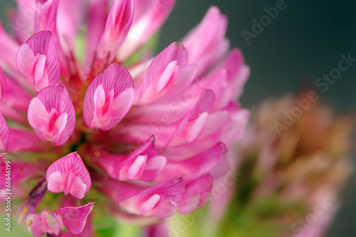 Red Clover Flower Macro