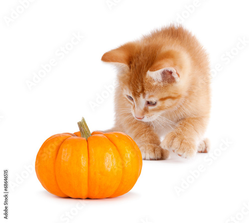 Cute orange kitten playing with a mini pumpkin on white. © Benjamin Simeneta