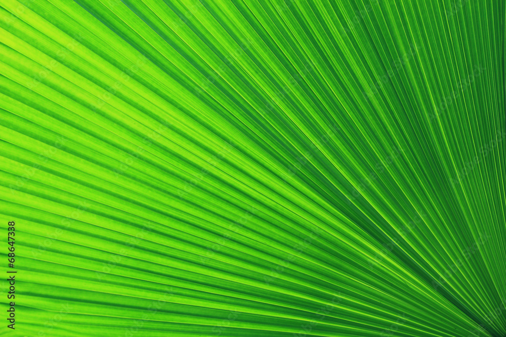 Texture of Green palm Leaf