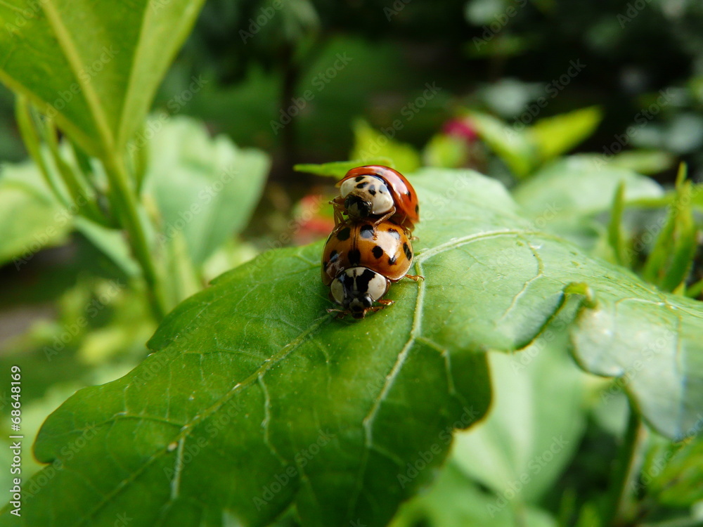 Marienkäfer bei der schönsten Nebensache der Welt