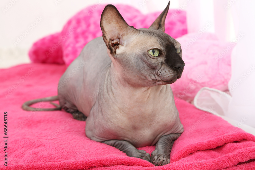Beautiful gray sphinx cat relaxing on plaid in room Beautiful gray sphinx cat relaxing on plaid in room