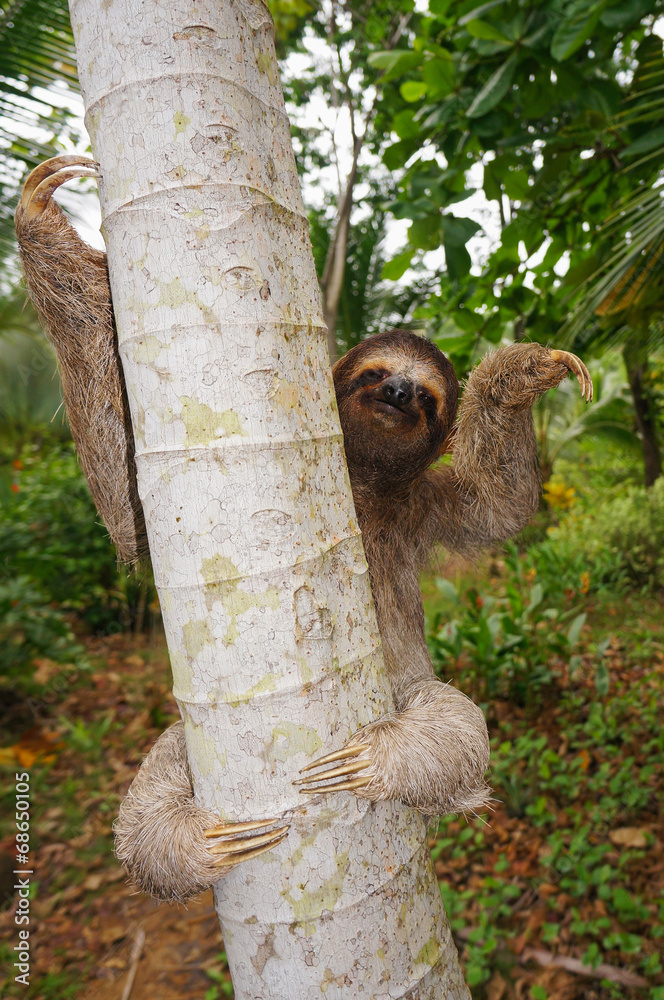 Fototapeta premium Brown-throated sloth on a tree Central America