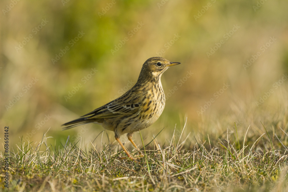 Pipit farlouse (Anthus pratensis - Meadow Pipit) dans les prairi Pipit farlouse (Anthus pratensis - Meadow Pipit) dans les prairi