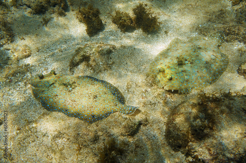 Canvastavla Couple of Peacock flounder fish on the seabed