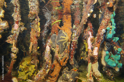 Mangrove roots underwater with colorful sea life