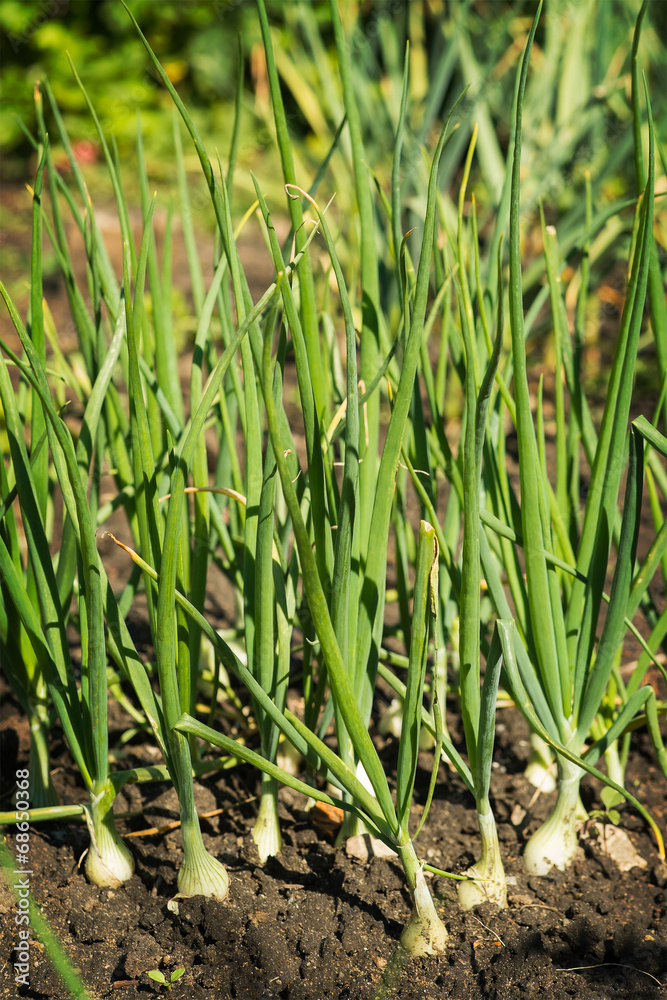 Onions growing in the ground Onions growing in the ground