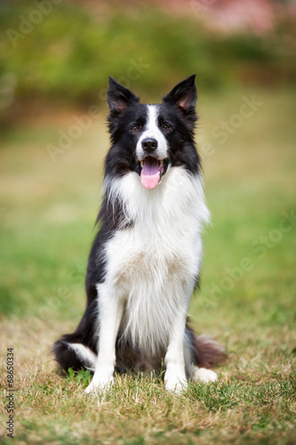 Fototapeta Naklejka Na Ścianę i Meble -  Border collie sitting on grass