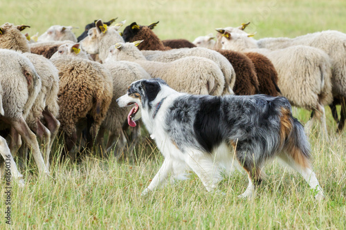 Border collie dog herding a flock of sheep