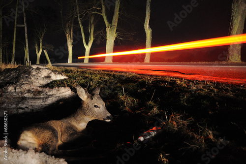 roe-deer runned over by a car
