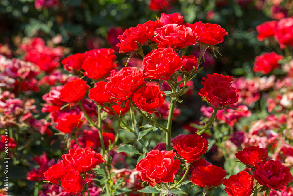red roses on sunny sky background