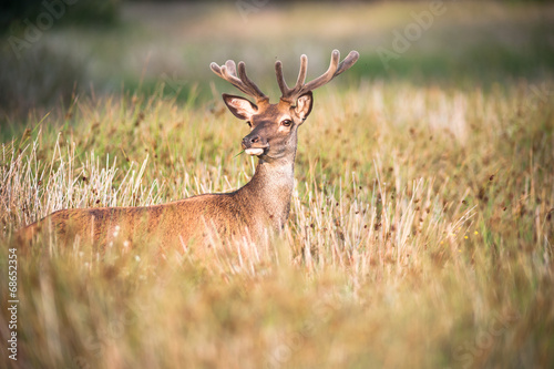 young stag in a field at sunset