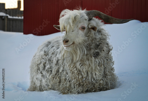 The Angora goat in winter at farm photo