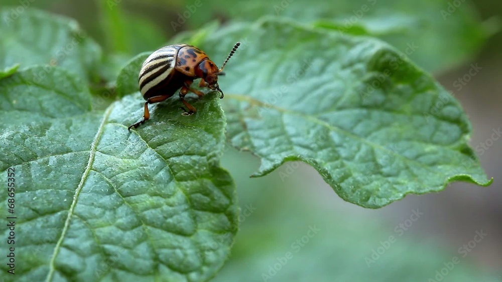 Colorado potato beetle on green leafs Colorado potato beetle on green leafs