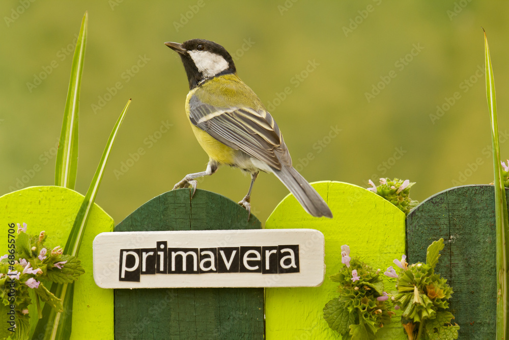 Bird perched on a fence decorated with the word spring on spanis - obrazy, fototapety, plakaty 
