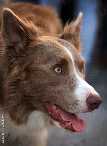 Brown dog portrait © V. Korostyshevskiy