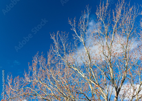 Winter Sky Tree