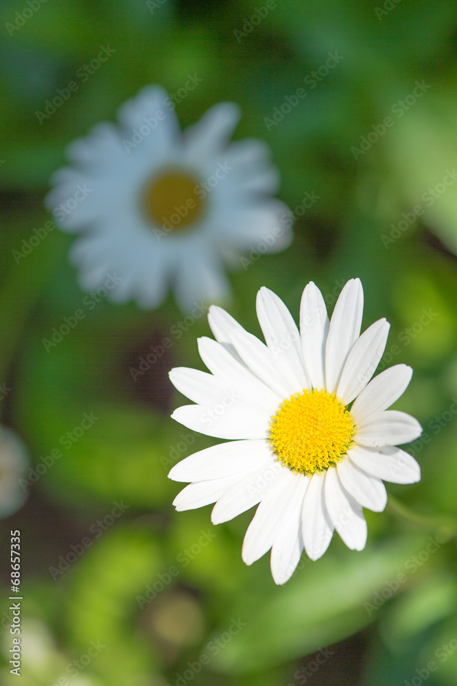 Obraz premium Daisy