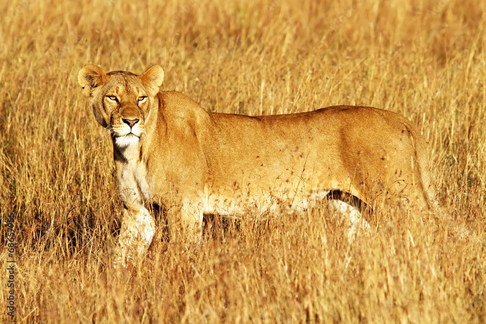 Fototapeta premium Lion on the Masai Mara in Africa