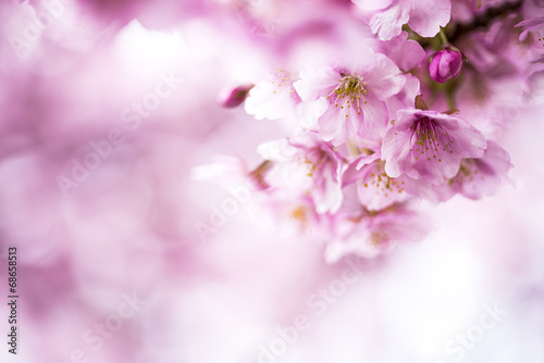 河津桜