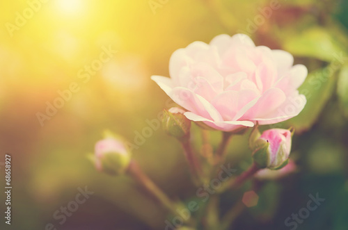 Soft photo of a beautiful rose © SasaStock
