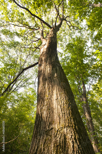 A large Oak Tree