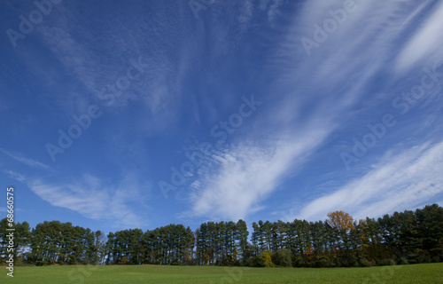 A row of coniferous trees and a blue sky with wispy clouds.