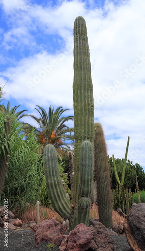 cactus géant du mexique