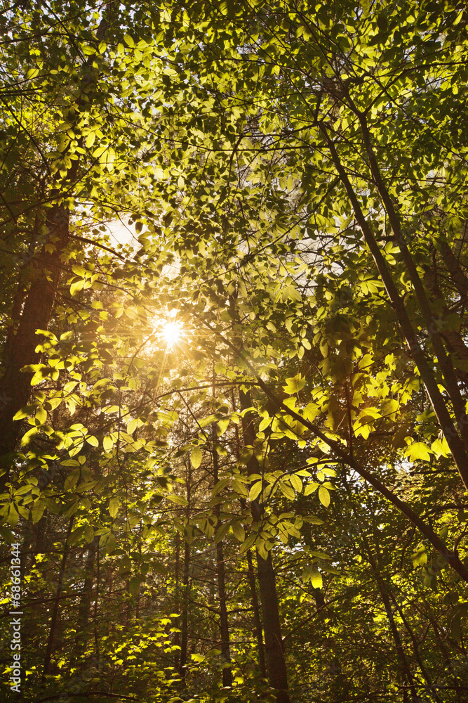 Obraz premium Sunlight shining through a forest canopy