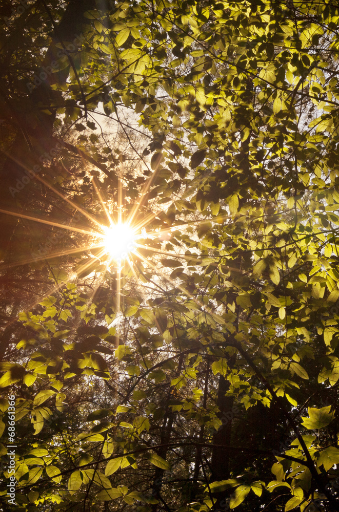 Sunlight shining through a forest canopy