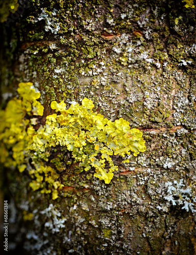 Lichen (Xanthoria) macro