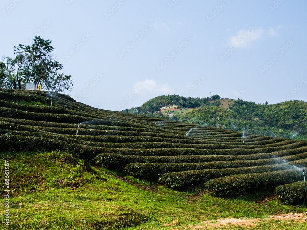 Tea plantation in Chiang Rai, Thailand