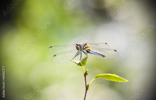 Dragonfly on a green leaf
