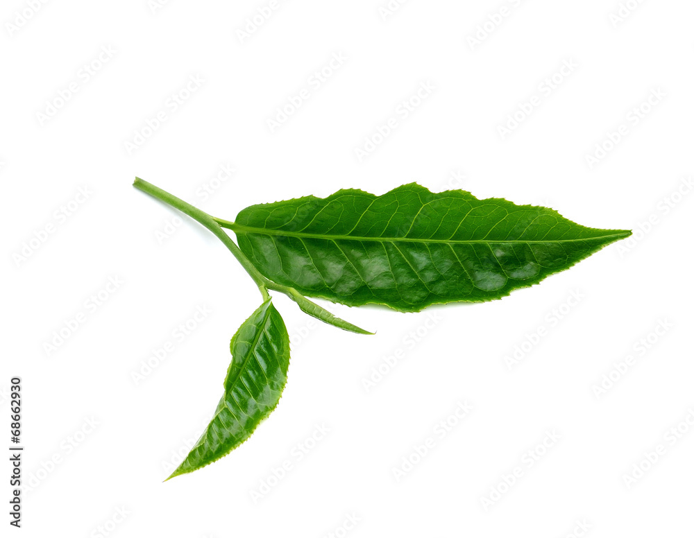 Fototapeta premium Green tea leaf isolated on white background