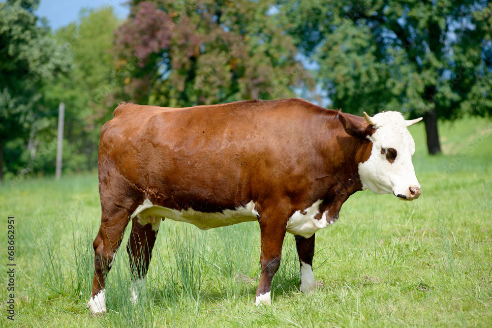cow in the mountain pastures