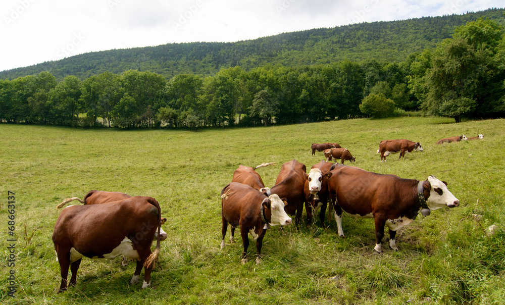 cows in the pasture mountain