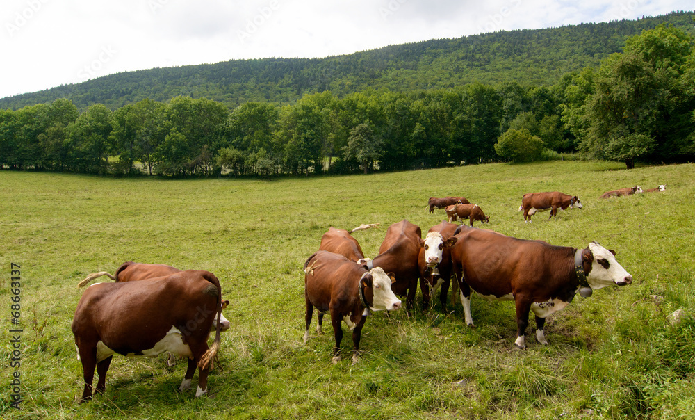 cows in the pasture mountain cows in the pasture mountain