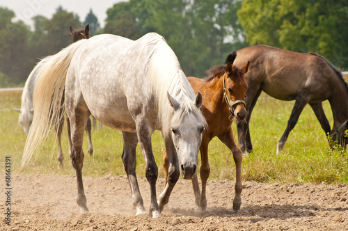 Horse mare with a foal at a stable