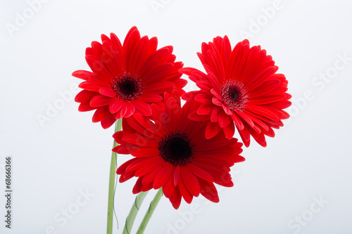 Fototapeta Naklejka Na Ścianę i Meble -  red gerbera daisy flower