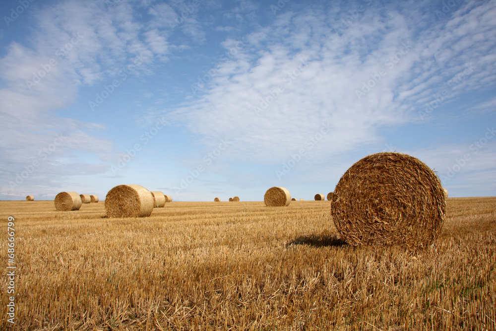 harvest