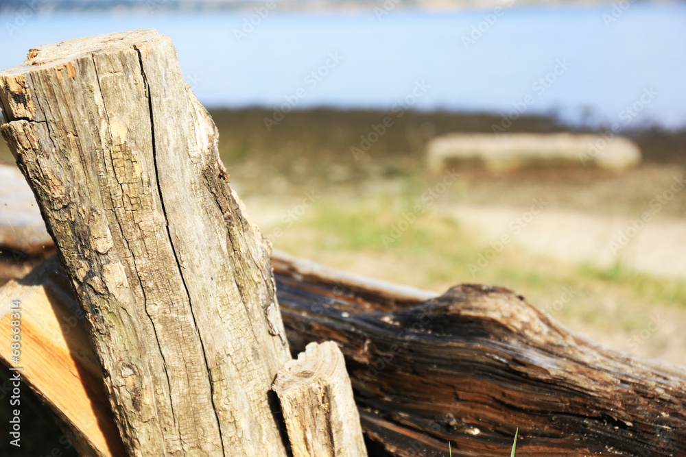 Fototapeta premium Tree trunk, close-up
