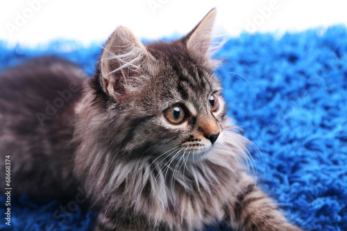 Beautiful kitten on blue carpet background