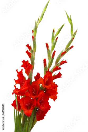 Fototapeta Naklejka Na Ścianę i Meble -  red gladiolus flowers