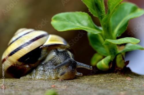 Schnecke 