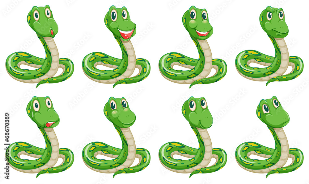 Obraz premium Different snake expressions