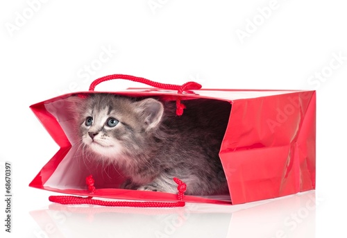 Curious kitten