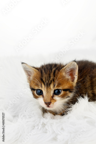 Cute little kitten on fur rug