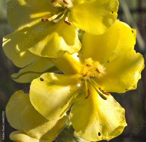 Pollen photo