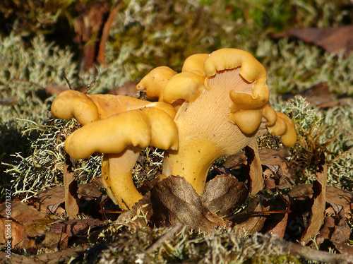 Chanterelles