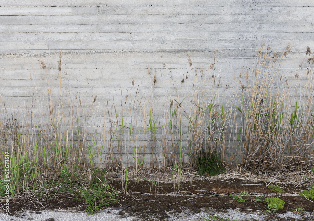 Concrete wall and grass which grows before it