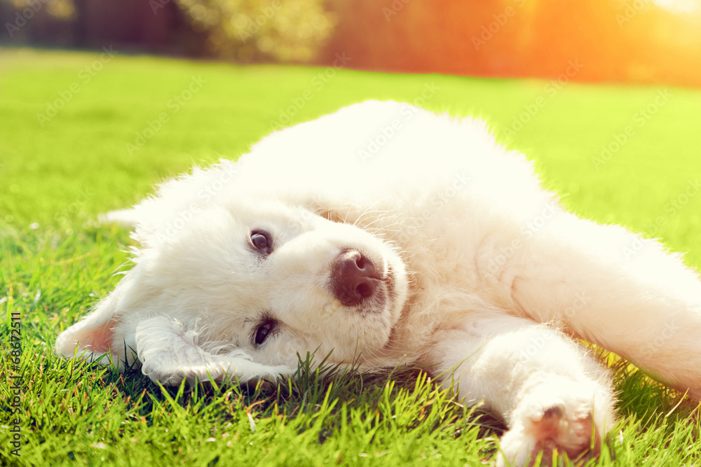 Cute white puppy dog lying on grass. Polish Tatra Sheepdog